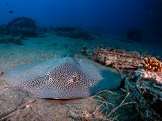 Ägypten, Rotes Meer - Turkia 4137520