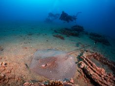 Ägypten, Rotes Meer - Turkia 4137520