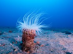 Ägypten, Rotes Meer - Turkia 4137520