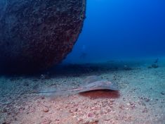 Ägypten, Rotes Meer - Turkia 4137521