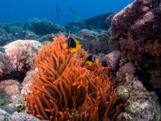 Ägypten, Rotes Meer - Turkia 4137521