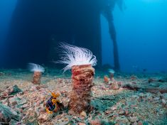 Ägypten, Rotes Meer - Turkia 4137521