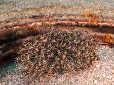 Ägypten, Rotes Meer - Turkia 4137521