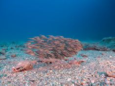 Ägypten, Rotes Meer - Turkia 4137521