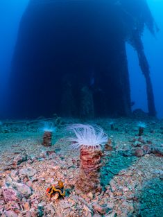 Ägypten, Rotes Meer - Turkia 4137521