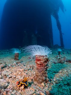 Ägypten, Rotes Meer - Turkia 4137521