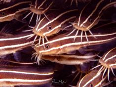 Ägypten, Rotes Meer - Turkia 4137522