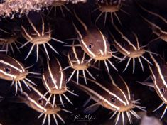 Ägypten, Rotes Meer - Turkia 4137522