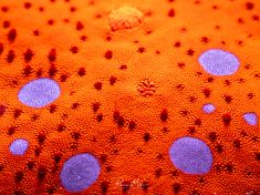 Ägypten, Rotes Meer - Turkia 4137522