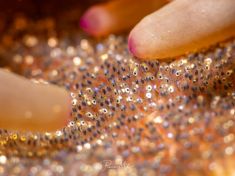 Ägypten, Rotes Meer - Turkia 4137522