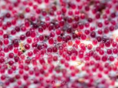 Ägypten, Rotes Meer - Turkia 4137522