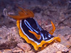 Ägypten, Rotes Meer - Turkia 4137522