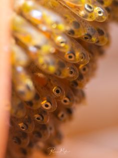 Ägypten, Rotes Meer - Turkia 4137522