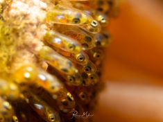 Ägypten, Rotes Meer - Turkia 4137522