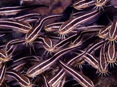 Ägypten, Rotes Meer - Turkia 4137522