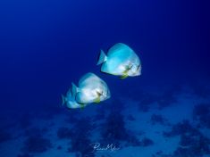 Ägypten, Rotes Meer - Dunraven 4137523