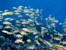 Ägypten, Rotes Meer - Dunraven 4137523