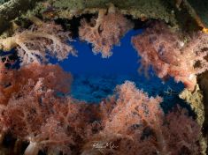 Ägypten, Rotes Meer - Dunraven 4137523