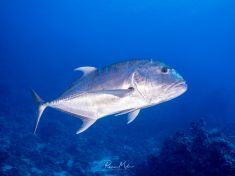 Ägypten, Rotes Meer - Dunraven 4137523