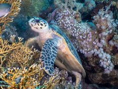 Ägypten, Rotes Meer - Dunraven 4137523