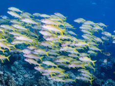 Ägypten, Rotes Meer - Dunraven 4137523