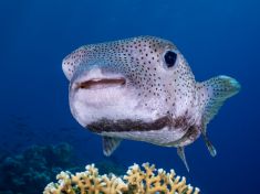 Ägypten, Rotes Meer - Dunraven 4137523