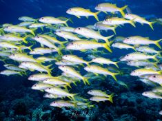 Ägypten, Rotes Meer - Dunraven 4137523