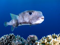 Ägypten, Rotes Meer - Dunraven 4137523