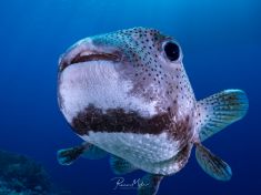 Ägypten, Rotes Meer - Dunraven 4137523