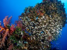 Ägypten, Rotes Meer - Ras Za 4137525