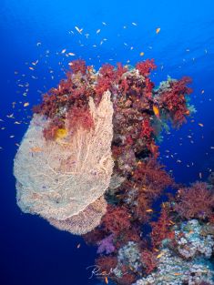 Ägypten, Rotes Meer - Ras Za 4137525