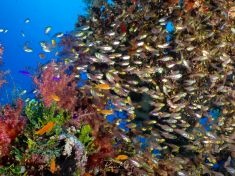 Ägypten, Rotes Meer - Ras Za 4137525