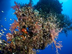 Ägypten, Rotes Meer - Ras Za 4137525