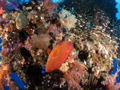 Ägypten, Rotes Meer - Ras Za 4137525