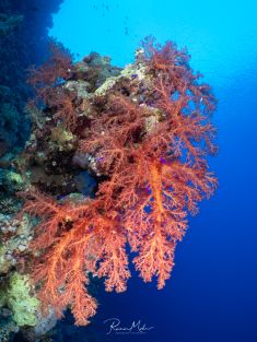 Ägypten, Rotes Meer - Ras Za 4137525