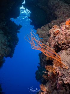 Ägypten, Rotes Meer - Ras Za 4137525