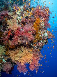 Ägypten, Rotes Meer - Ras Za 4137525