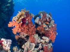 Ägypten, Rotes Meer - Ras Za 4137525