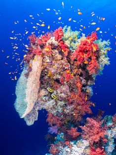 Ägypten, Rotes Meer - Ras Za 4137525