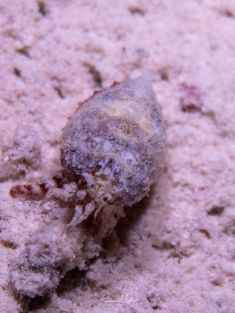 Ägypten, Rotes Meer - Temple Reef 4140070