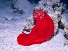 Ägypten, Rotes Meer - Temple Reef 4140070