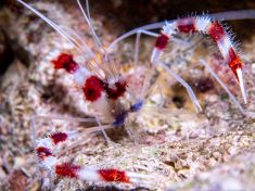 Ägypten, Rotes Meer - Temple Reef 4140070