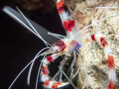 Ägypten, Rotes Meer - Temple Reef 4140070