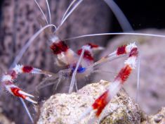 Ägypten, Rotes Meer - Temple Reef 4140070