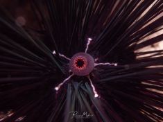 Ägypten, Rotes Meer - Temple Reef 4140070