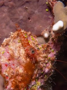 Ägypten, Rotes Meer - Temple Reef 4140070