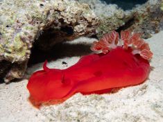 Ägypten, Rotes Meer - Temple Reef 4140070