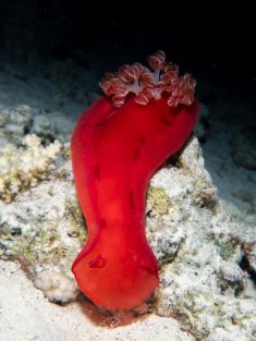 Ägypten, Rotes Meer - Temple Reef 4140070