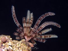 Ägypten, Rotes Meer - Temple Reef 4140070