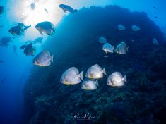 Ägypten, Rotes Meer - Shark & Yolanda Reef 4140071